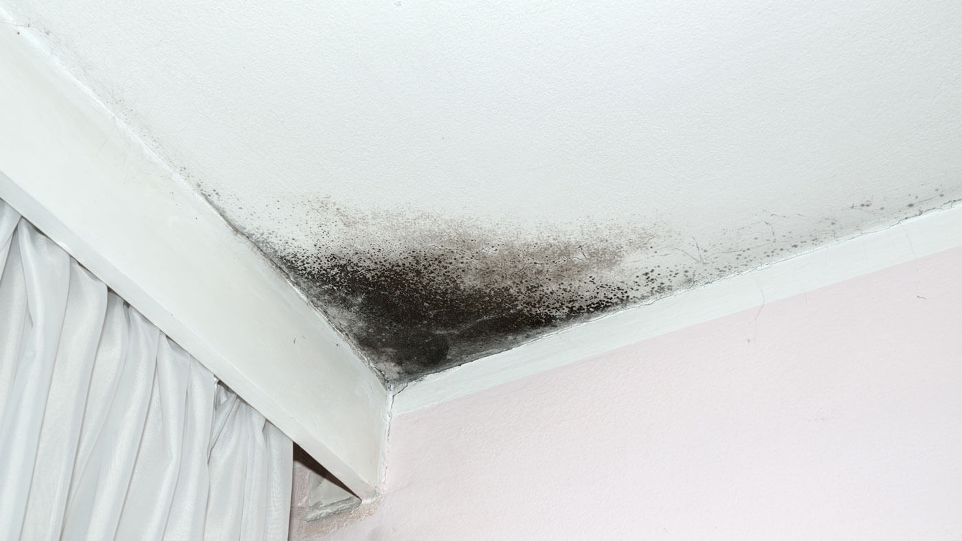 A Homeowner S Guide To Home Mold Removal Homeserve